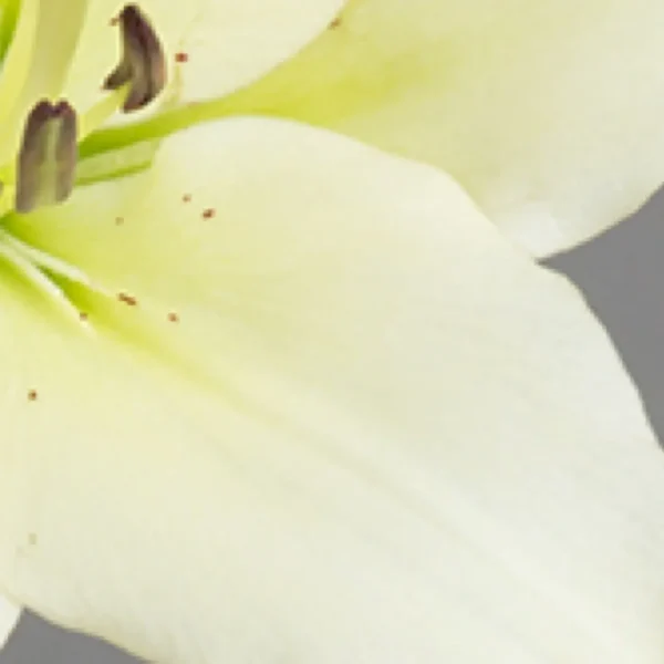 Close-up of pale yellow lily petals.
