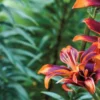 Vibrant orange and purple lilies blooming.