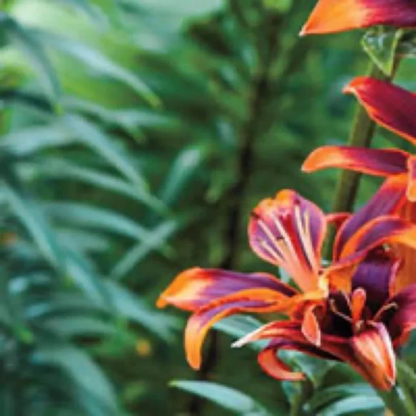 Vibrant orange and purple lilies blooming.