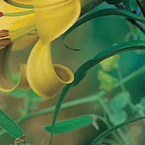 Yellow lily flower, green leaves.