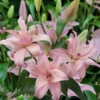 Close-up of pale pink lily cluster