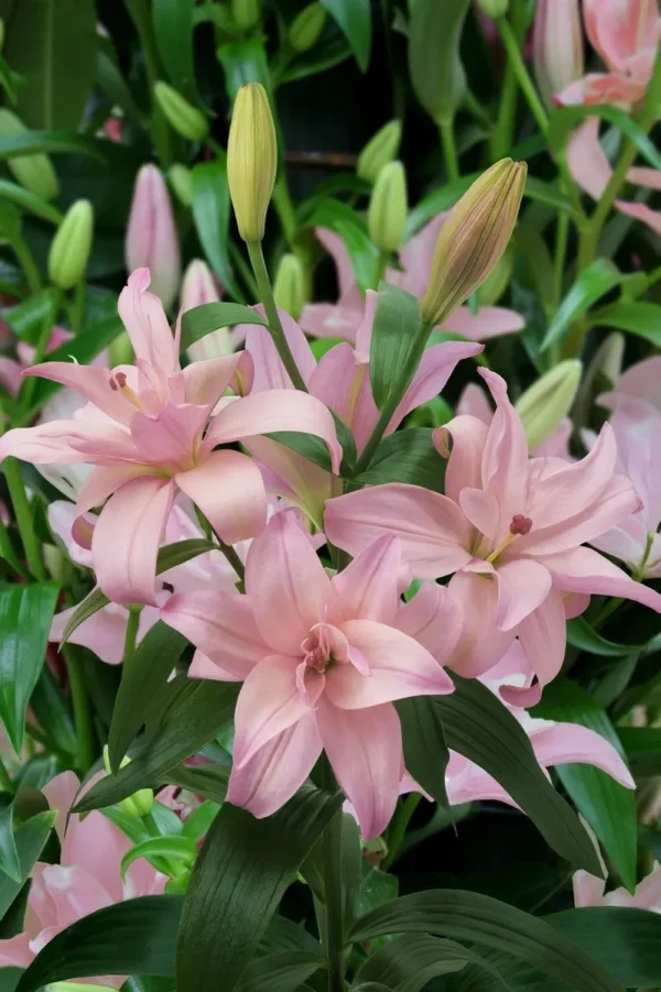 Close-up of pale pink lily cluster