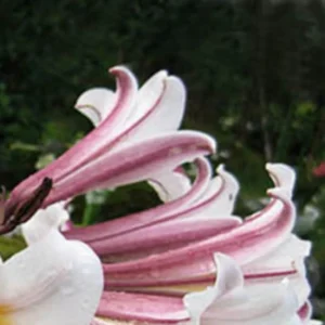 Curled pink and white lily blooms