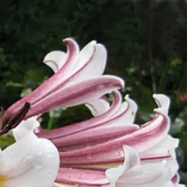 Curled pink and white lily blooms