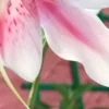 Pink and white flower petal close-up.