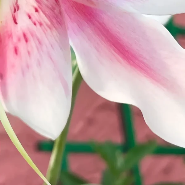 Pink and white flower petal close-up.