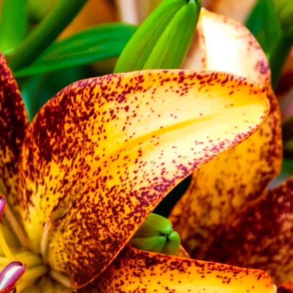 Speckled lily bloom with green leaves.