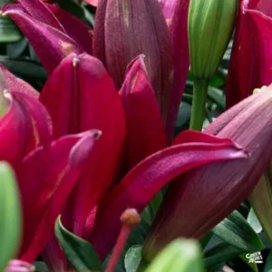 Red lilies with green leaves in bloom.