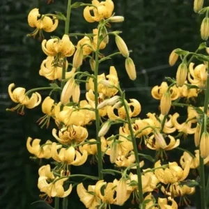Yellow lilies blooming on tall green stems.