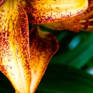 Close-up of a speckled yellow lily.