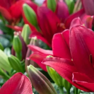 Red lilies with green buds in garden.