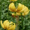 Yellow lilies with speckled petals in garden.