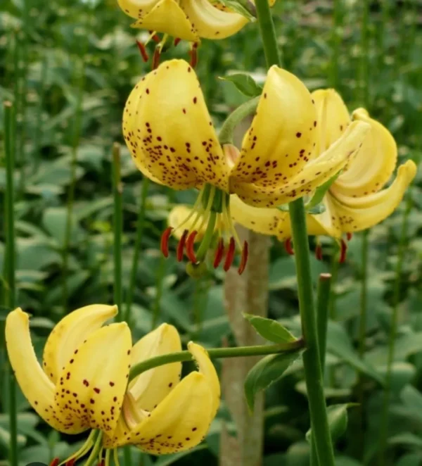 Yellow lilies with speckled petals in garden.