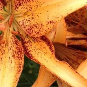 Orange lily with dark speckles in bloom.