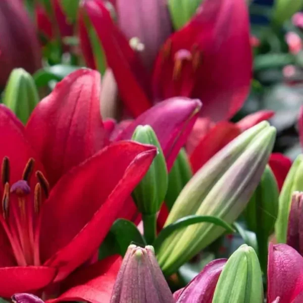 Vibrant red lilies with green leaves.