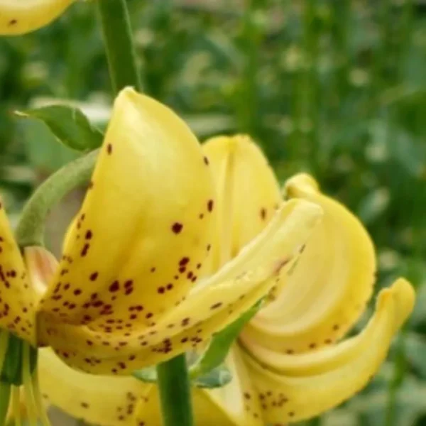 Yellow spotted lily with green background.