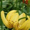 Yellow lily with brown spots blooming outdoors.