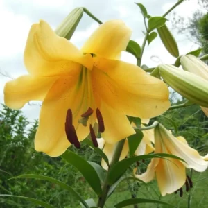 Yellow lily flower with green leaves outdoors.