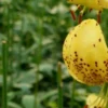 Yellow lily with brown spots in garden.