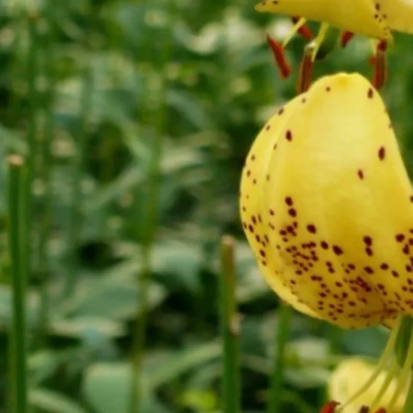 Yellow lily with brown spots in garden.