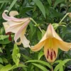 Yellow-pink trumpet lilies with burgundy stamens