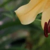 Close-up of a yellow flower with stamens.