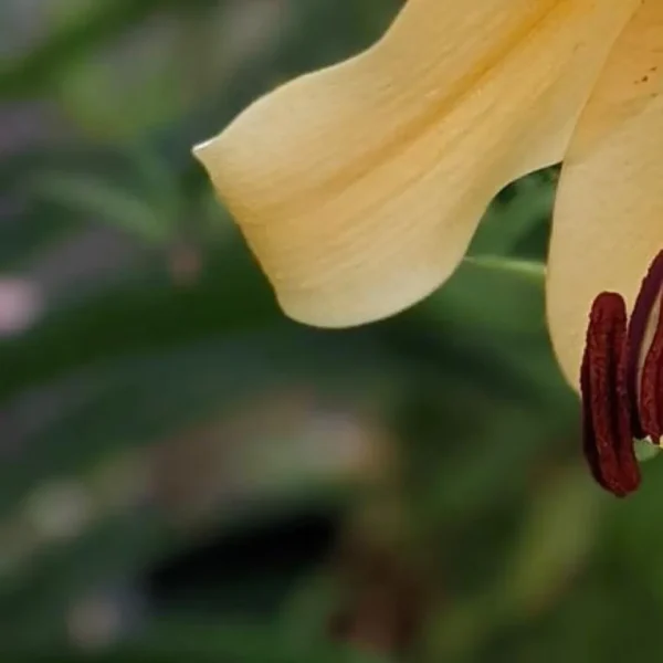 Close-up of a yellow flower with stamens.