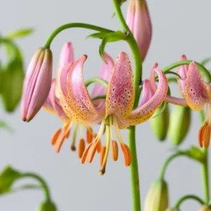 Pink martagon lily with green buds.