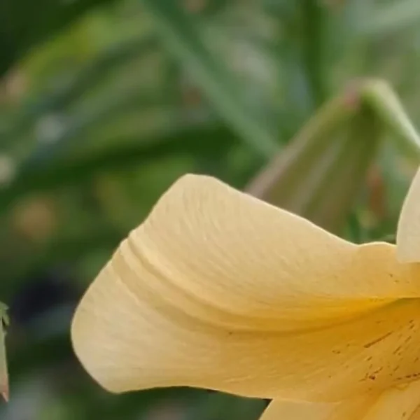Yellow flower with green blurred background.