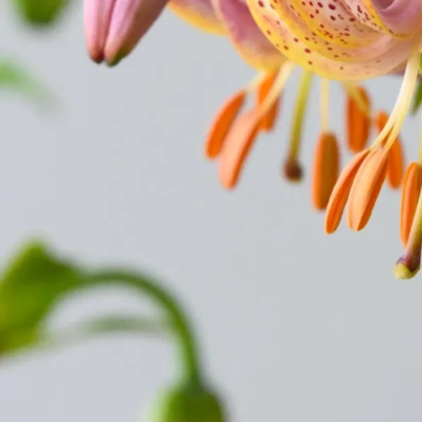 Spotted lily close-up with orange stamens