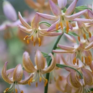 Purple and orange lilies in soft focus.
