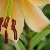 Yellow lily with prominent red stamens.
