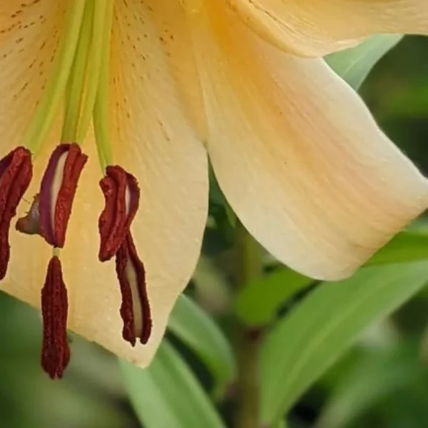 Yellow lily with prominent red stamens.