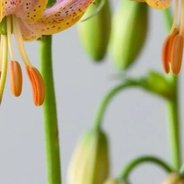 Speckled lily close-up with orange anthers