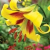 Yellow lily with red center in garden.