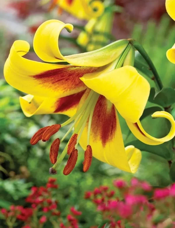 Yellow lily with red center in garden.