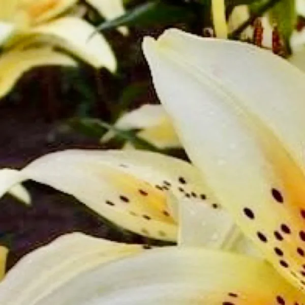 Close-up of a blooming yellow flower.