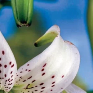 Close-up of a speckled white lily.