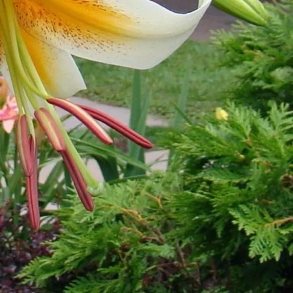 Close-up yellow-white lily with red stamens