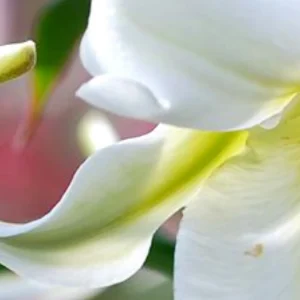 Close-up white petal with soft green