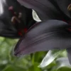 Dark lily petals close-up view.