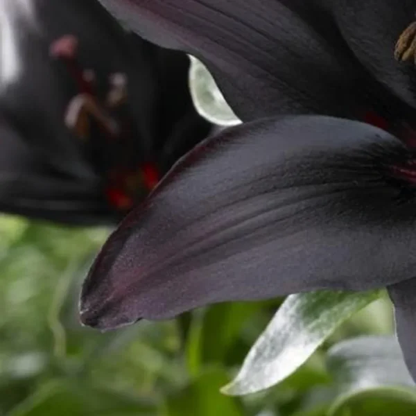 Dark lily petals close-up view.