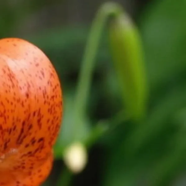 Orange flower bud with brown spots.