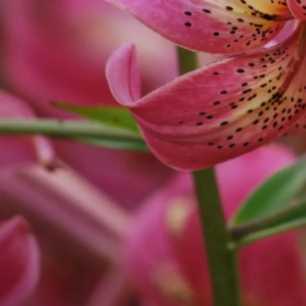 Soft focus spotted lily petal and stem