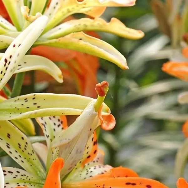 Bright orange speckled lily close-up