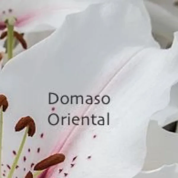 White oriental lily close-up with stamens