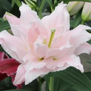 A close up of the flower of a pink lily
