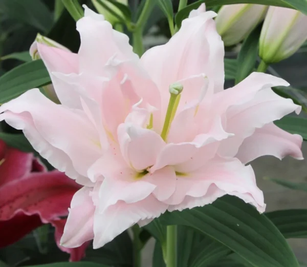 A close up of the flower of a pink lily