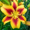 Yellow lily with red starburst center