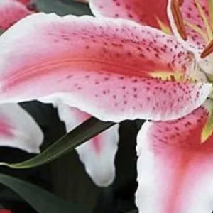 Close-up of pink spotted lily petals